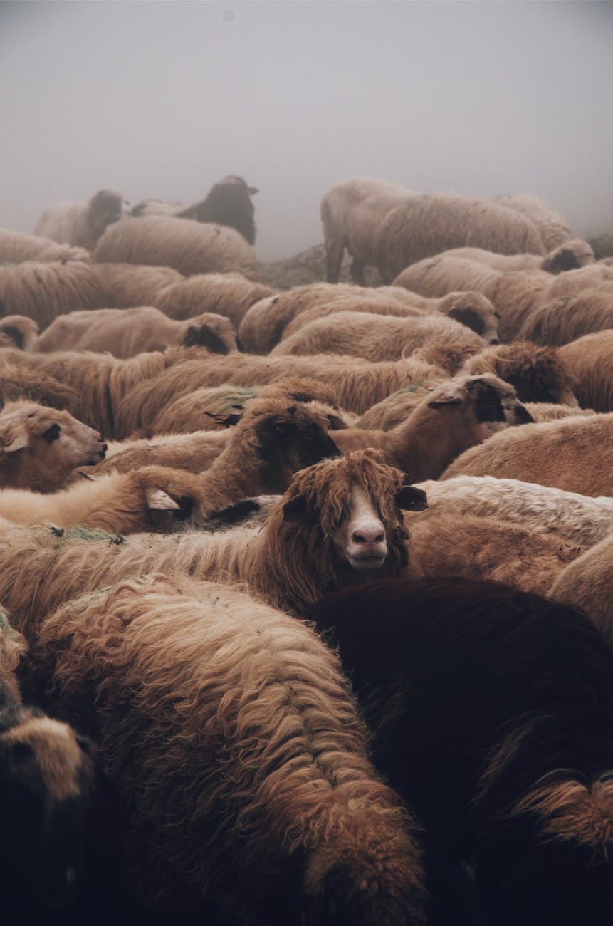 close up photo of a herd of sheep