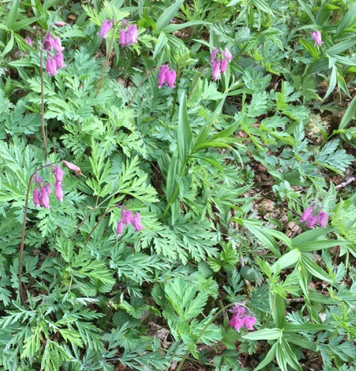 RW pic bleeding heart