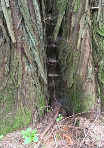 RW pic spider apartment